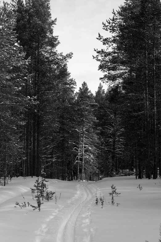 a road with snow covered trees and tracks that lead up to the trees