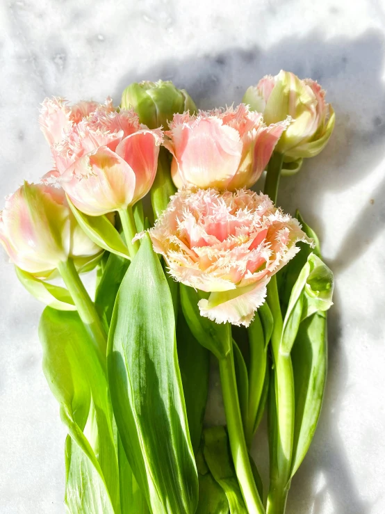 two dozen flowers that are blooming on the ground