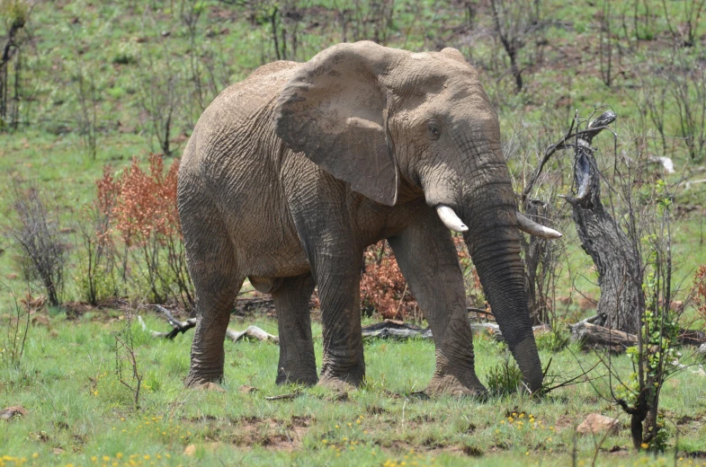 an elephant grazing on a green grassy field