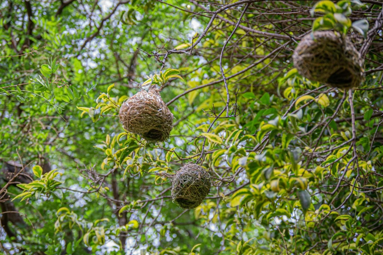 several air balls hanging from a tree nch