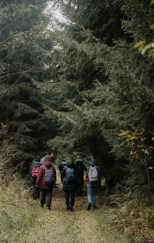 several people walk down a trail surrounded by tall trees