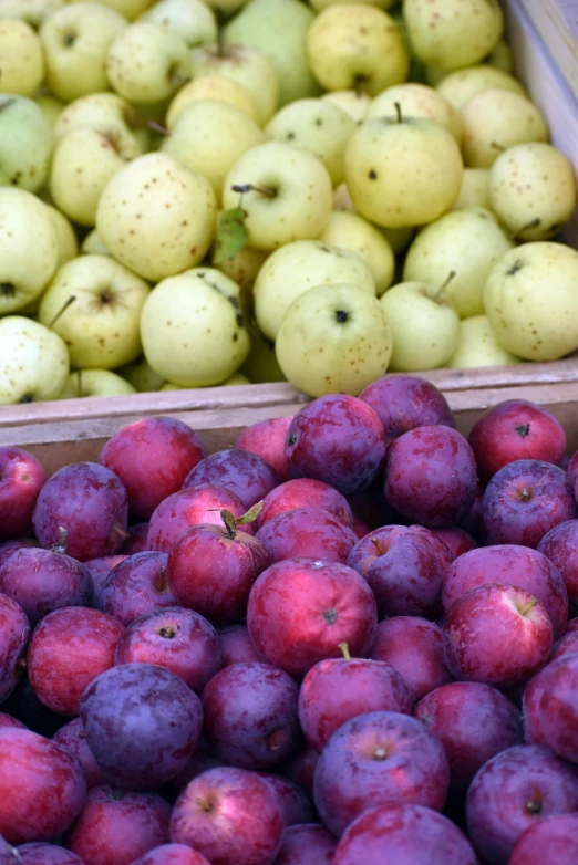 red and green apples displayed in boxes with yellow ones