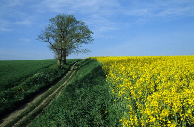 a field of flowers that have trees in them