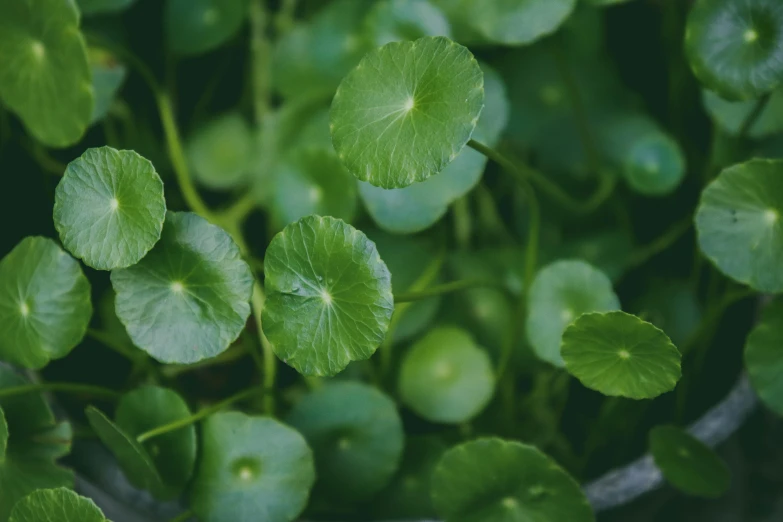 a group of green plants with leaves on them