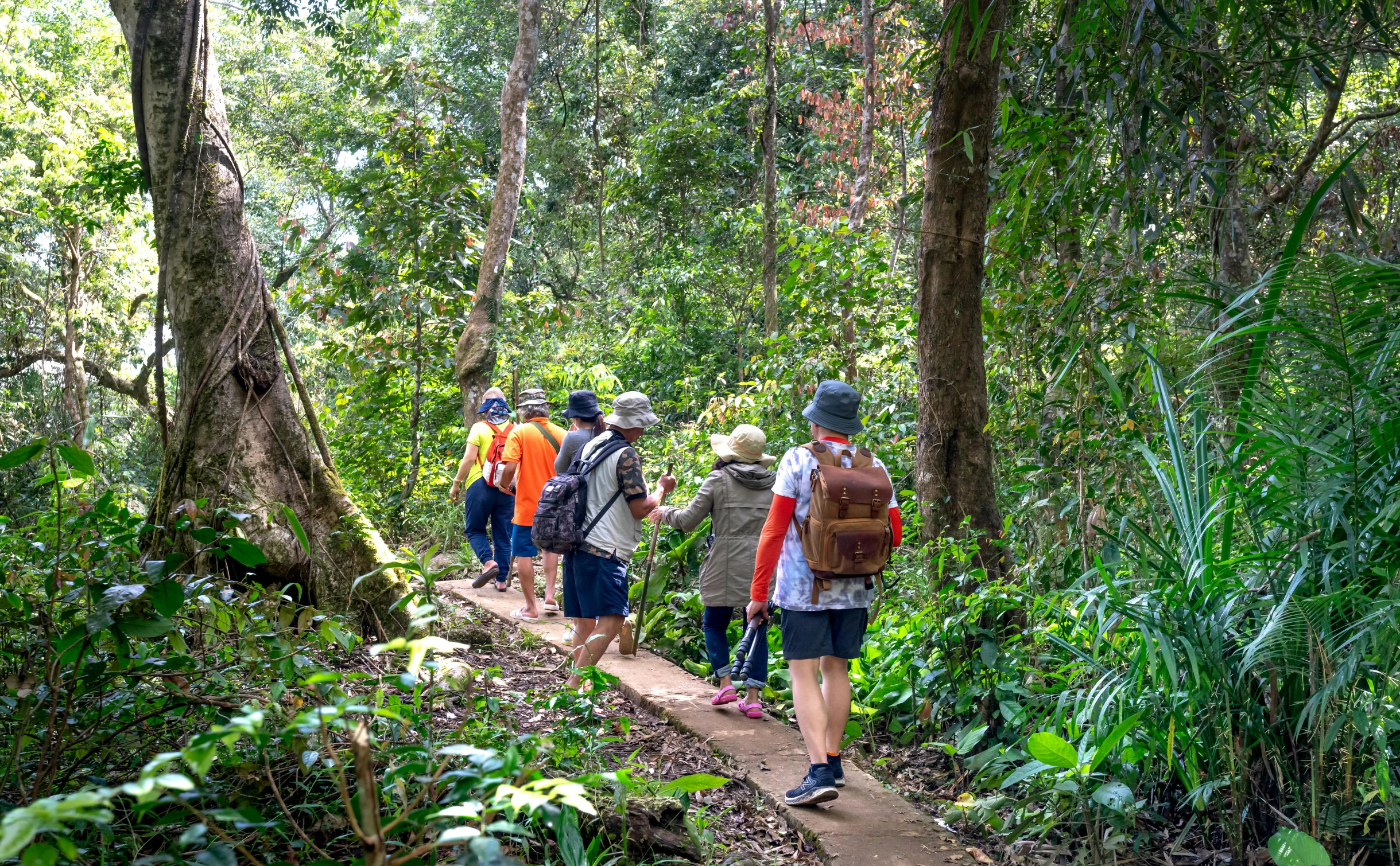 five people walking in the jungle trail