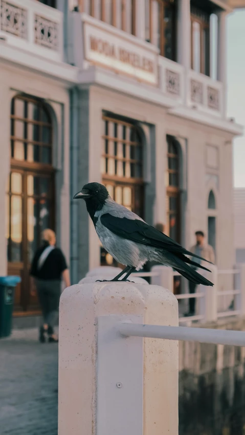 a small black bird is sitting on top of a pole