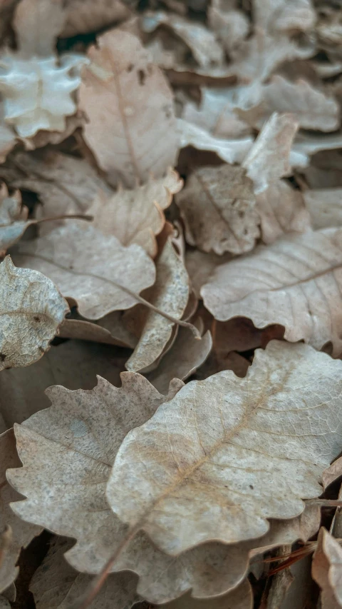 a cat laying on the ground among many leaf