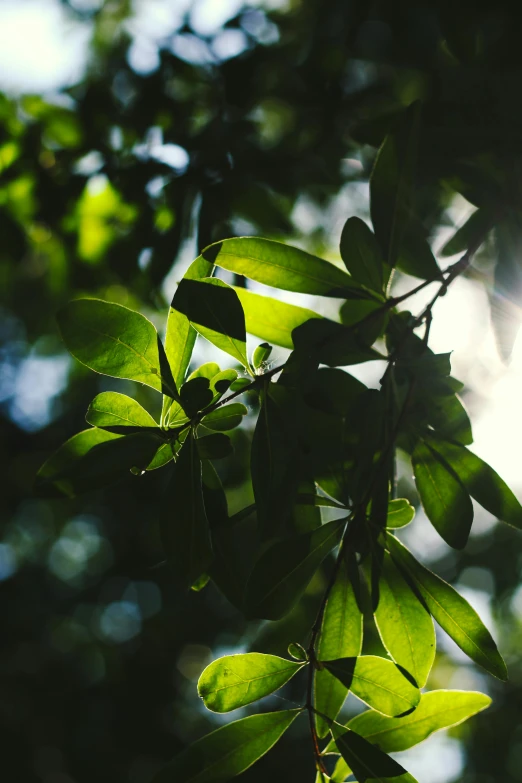 the sun is shining through trees leaves