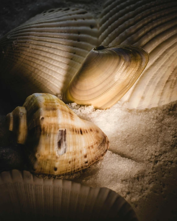 shells are arranged in layers to show the beauty