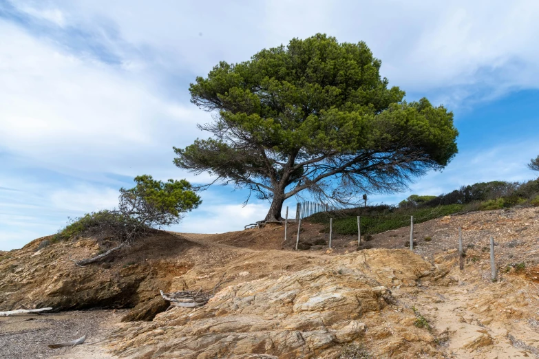 a dirt hill with a fence and two trees