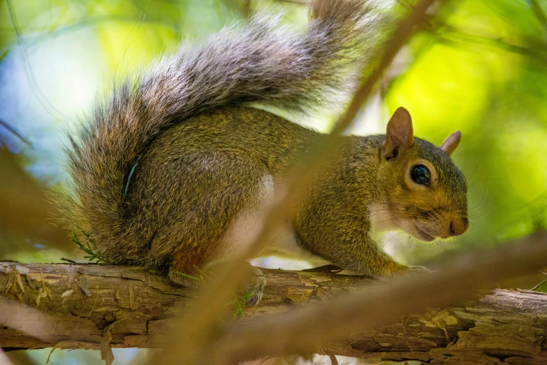 a squirrel sitting on a nch in the tree