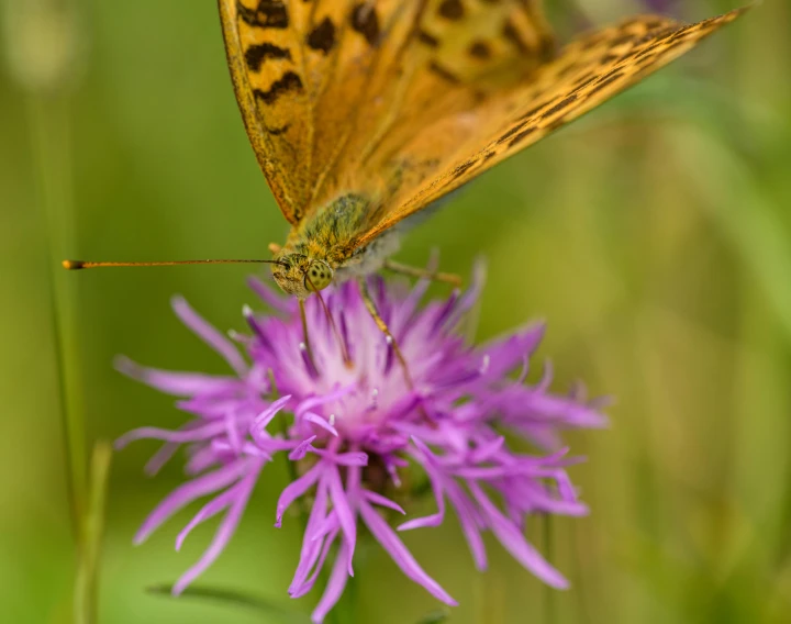 the large orange erfly is sitting on the purple flower