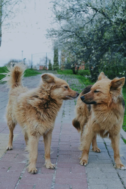 two adorable little dogs playing on a sidewalk