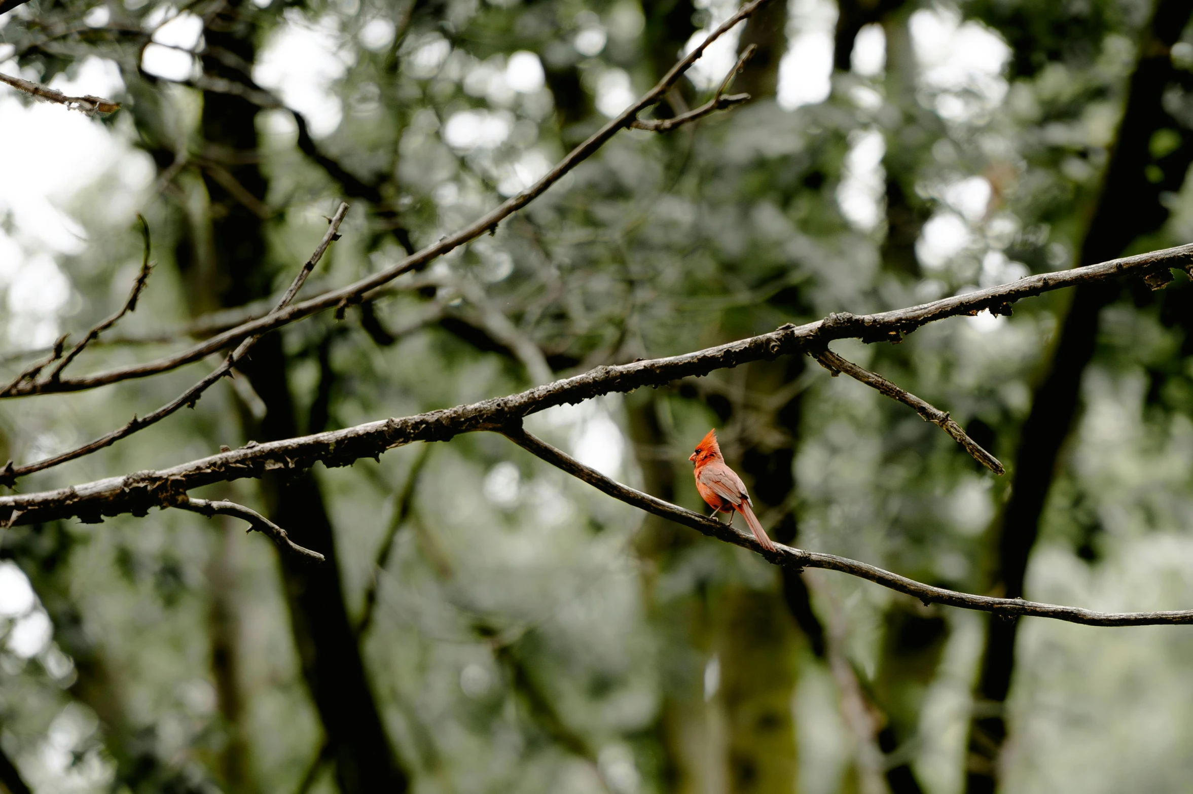 a small bird sitting on a tree nch