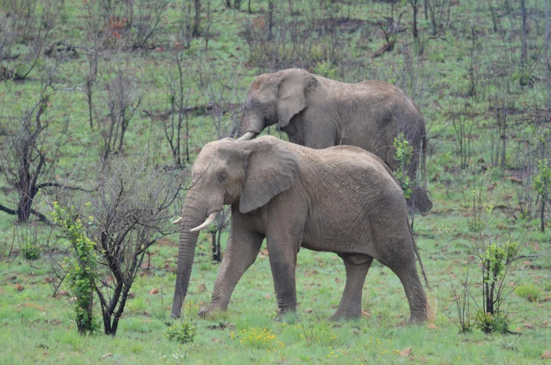 two elephants walking in a grassy area next to trees