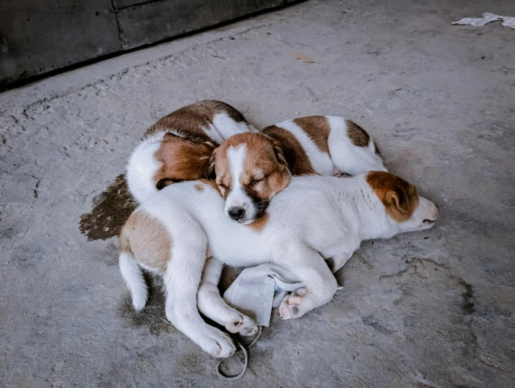 a dog and kitten are curled up on the ground