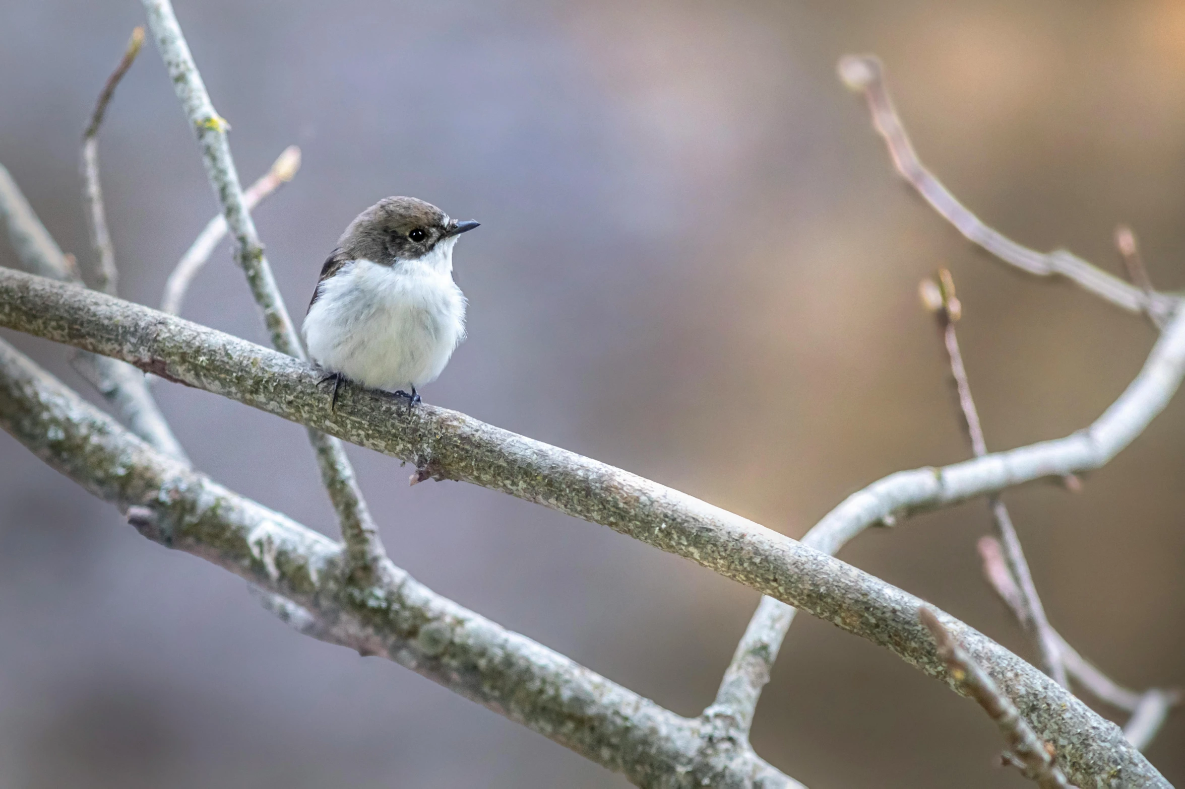 a small bird perched on a thin nch