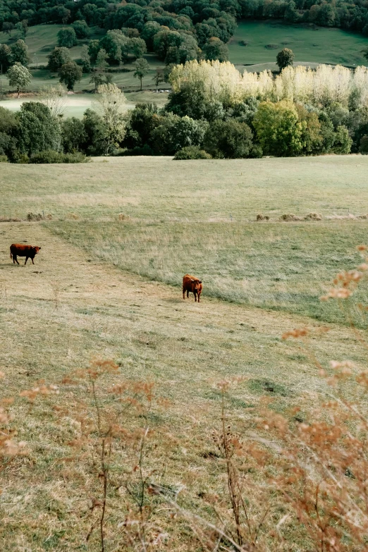 two animals in an open field near trees