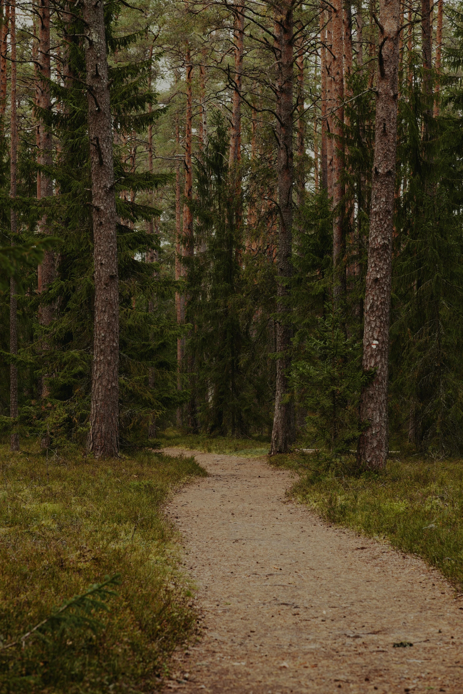 a path in the middle of the forest surrounded by trees