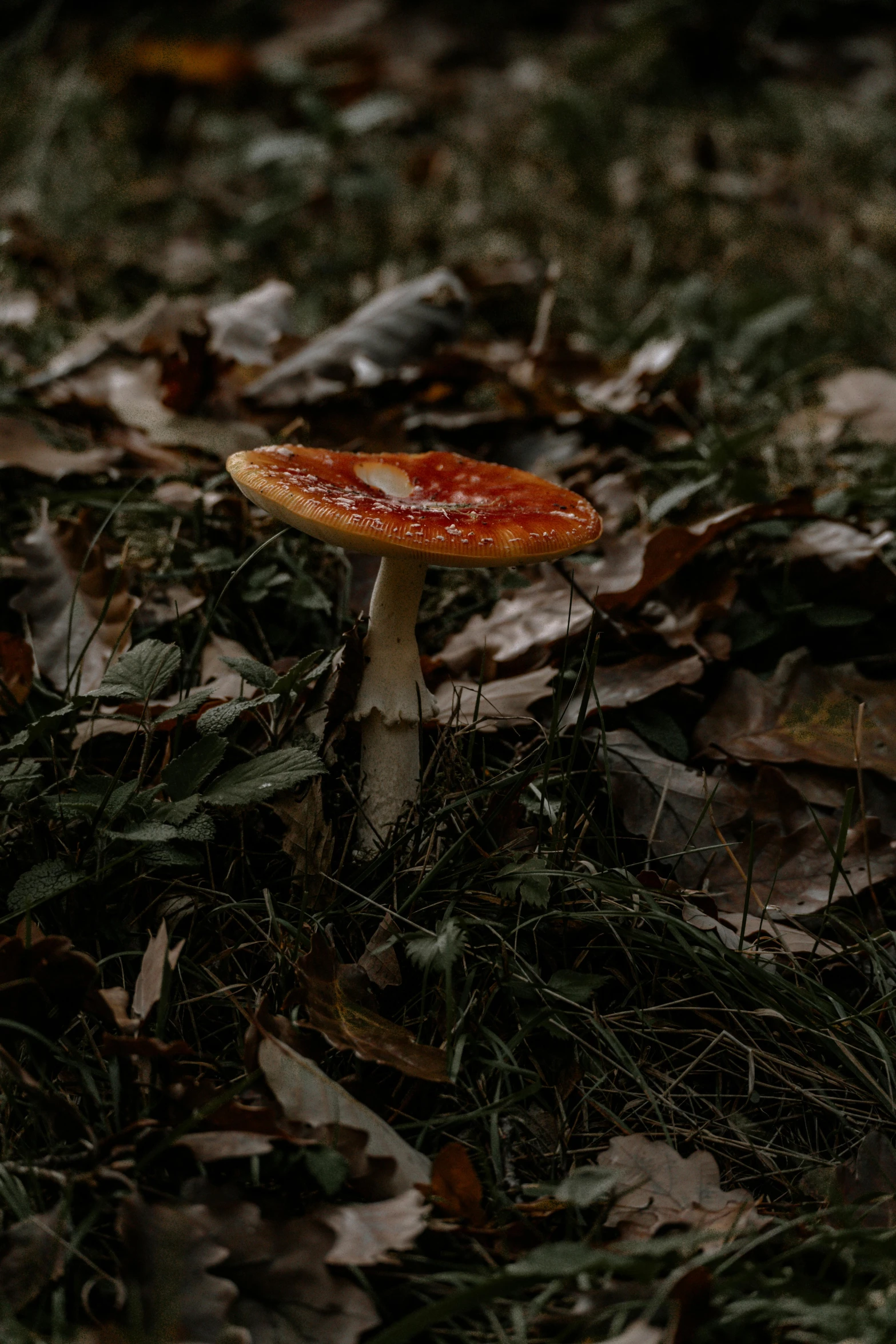 the little mushroom is sitting on the brown leaves