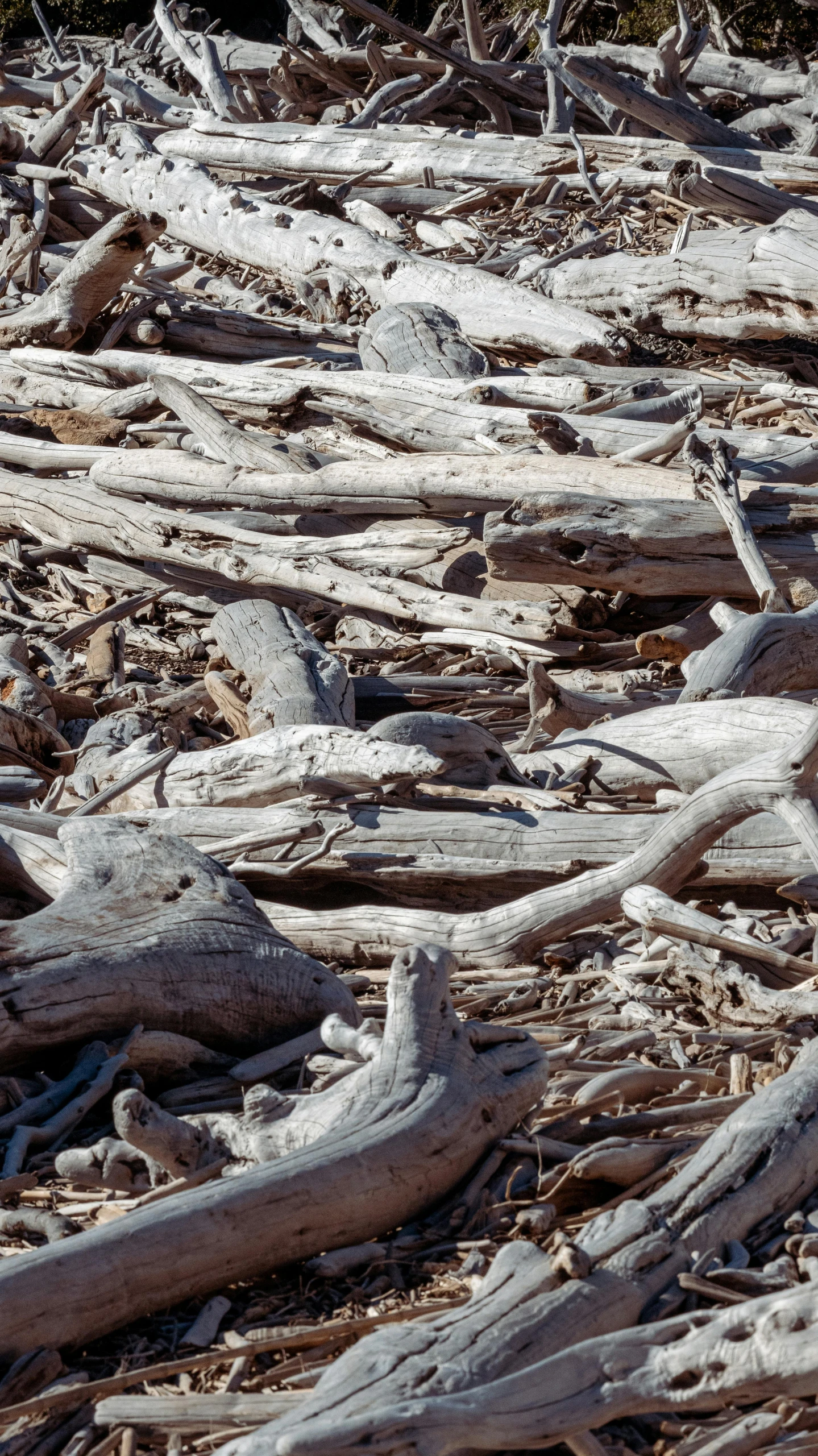 an up - close view of dead driftage and debris on the ground