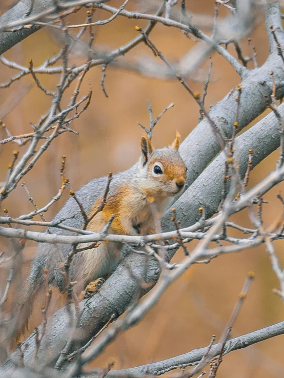 a small squirrel sits on the nch of a tree