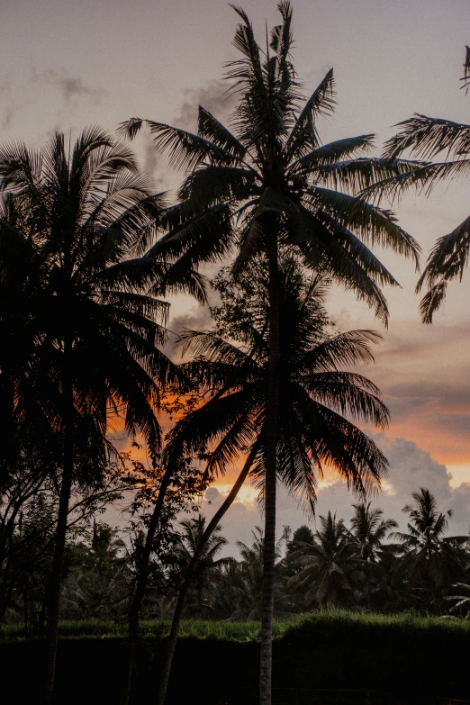 two palm trees and a field against a sunset
