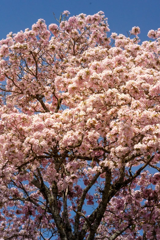 the tree is blooming with lots of pink flowers