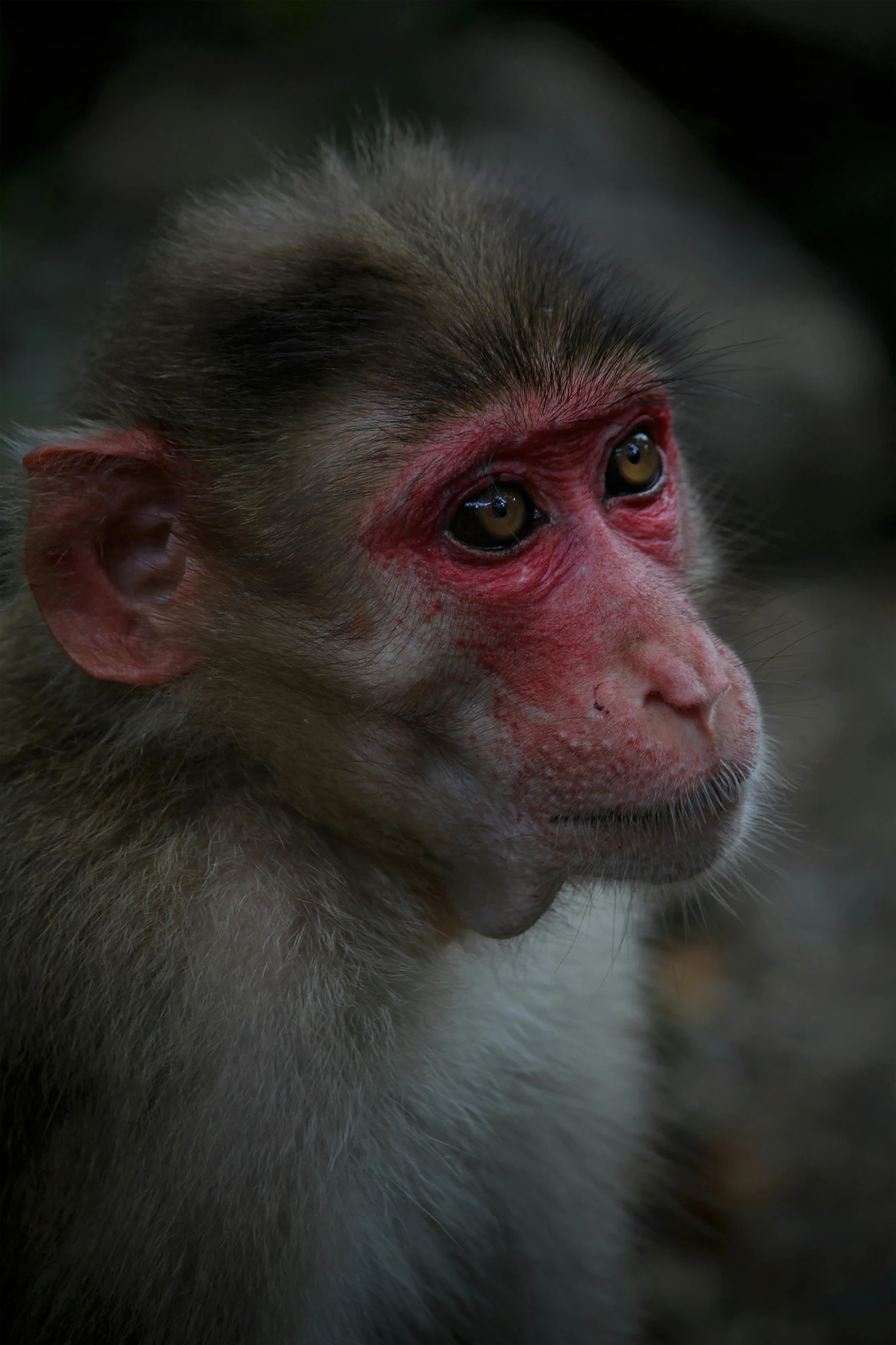 a monkey looking up with a dark background