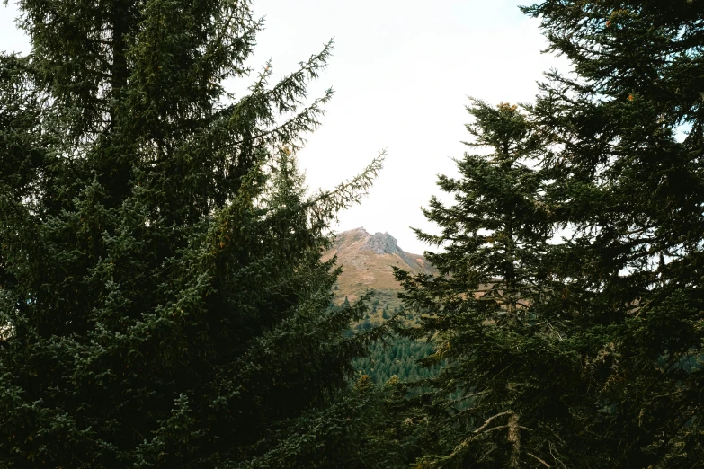 a forest with trees and mountain range in the distance