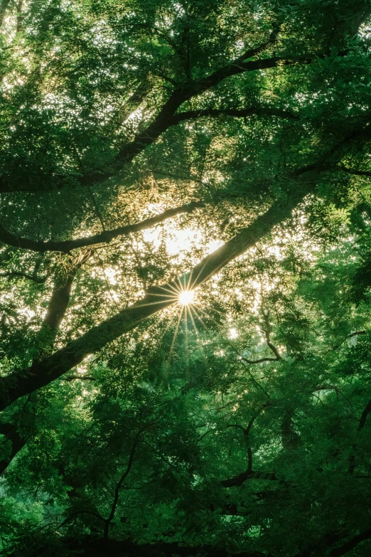the sun peeking through leaves on some trees