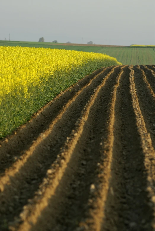 rows of dirt in a field next to the grass