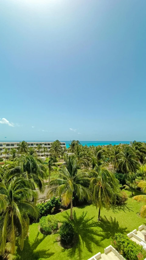 an open space has lots of green and palm trees