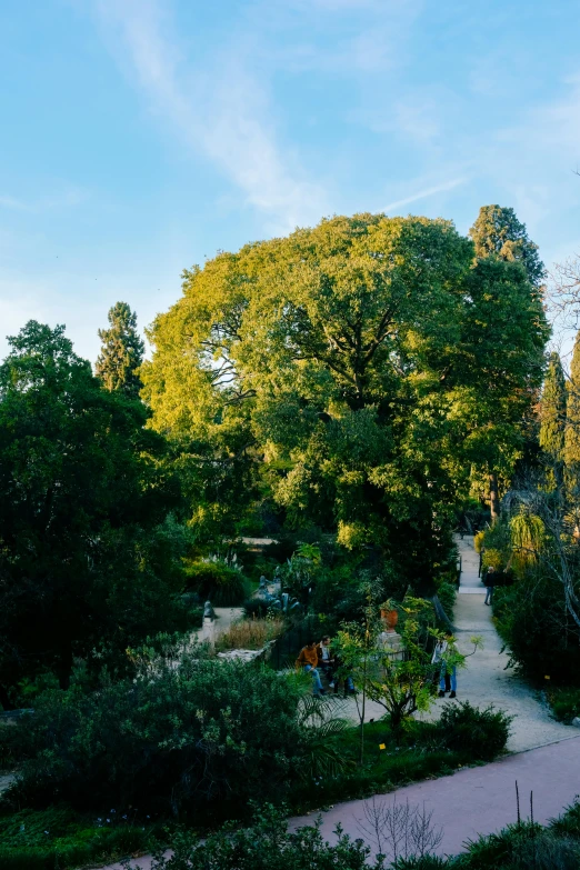 an image of some pretty plants and trees in the park