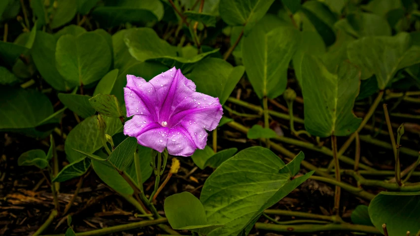 a pink flower is in the middle of green leaves