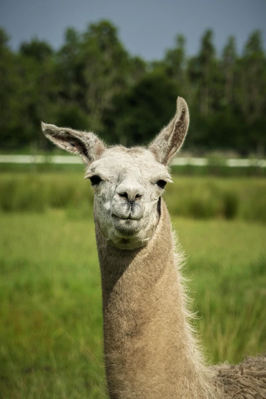 a llama stares at the camera as it stares straight ahead