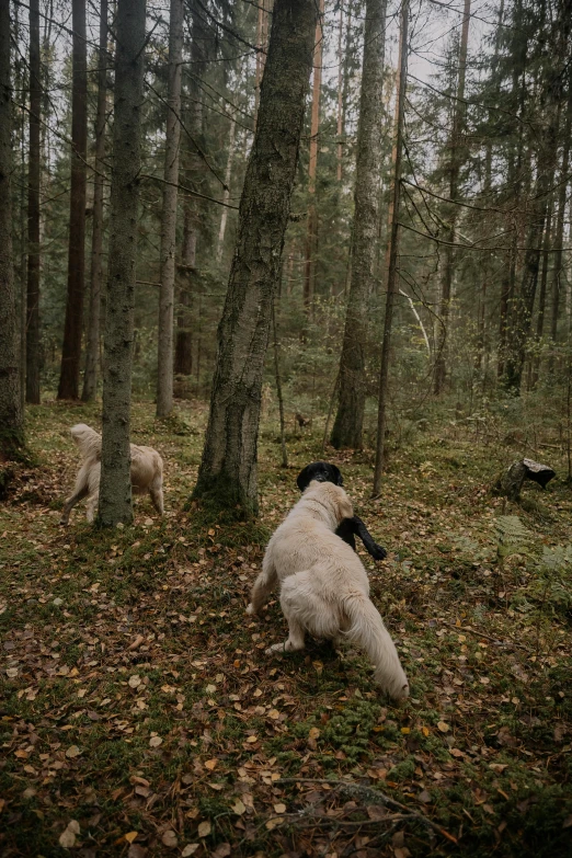 a white dog in the woods with his head up and a black collar