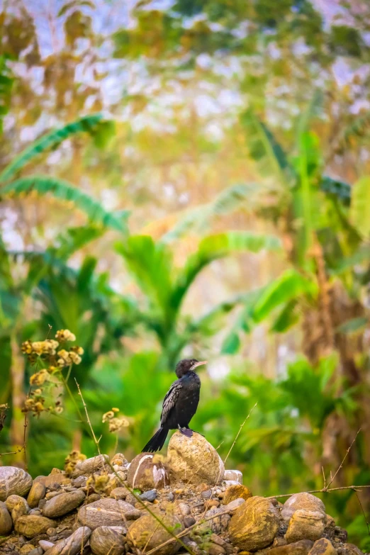 a black bird is sitting on a pile of rocks