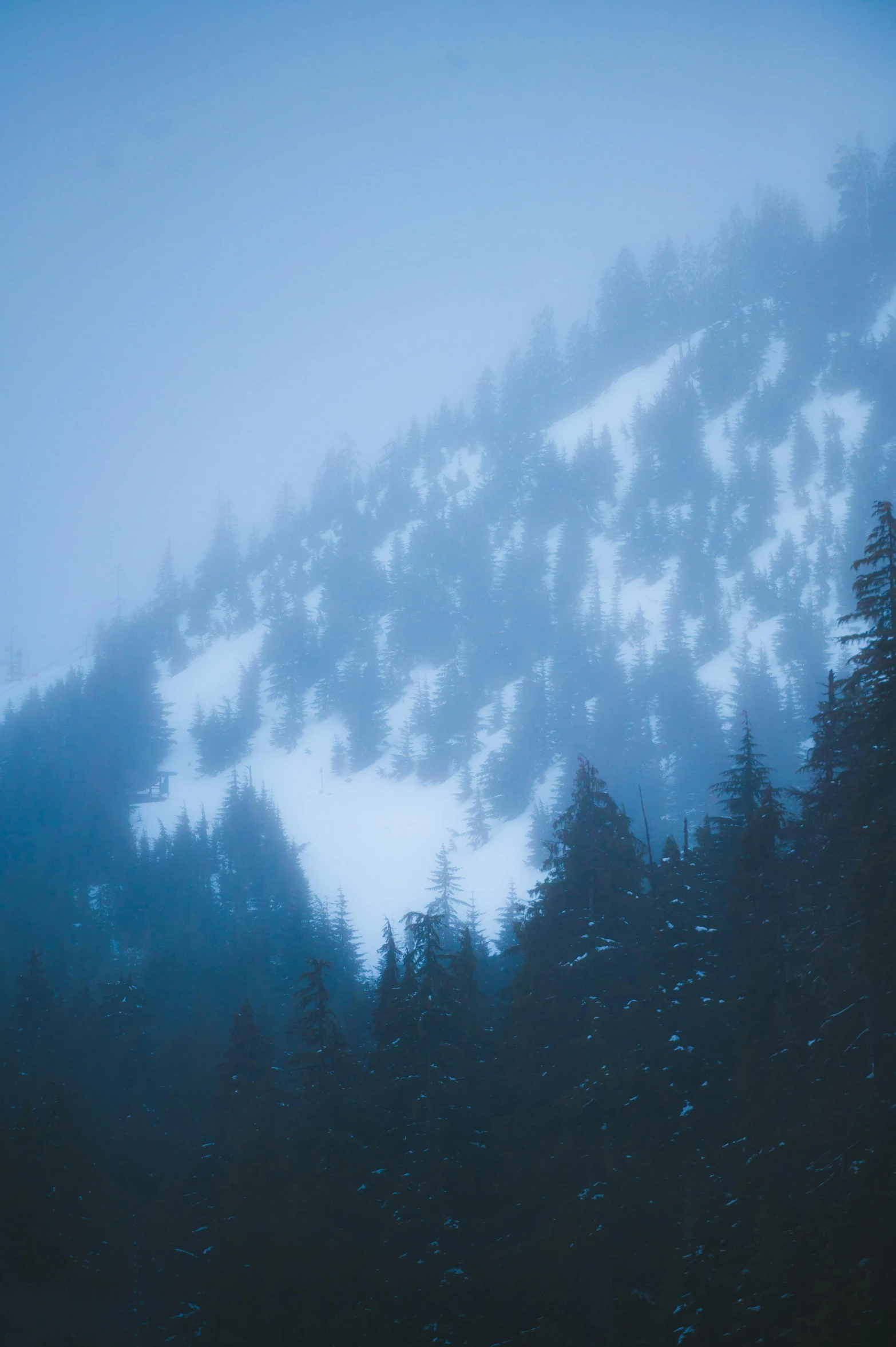 a dark forest is covered with snow and fog