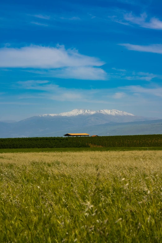 the lone train is near tall grass near mountains