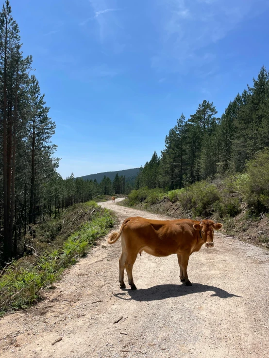 a large cow is standing on a gravel road