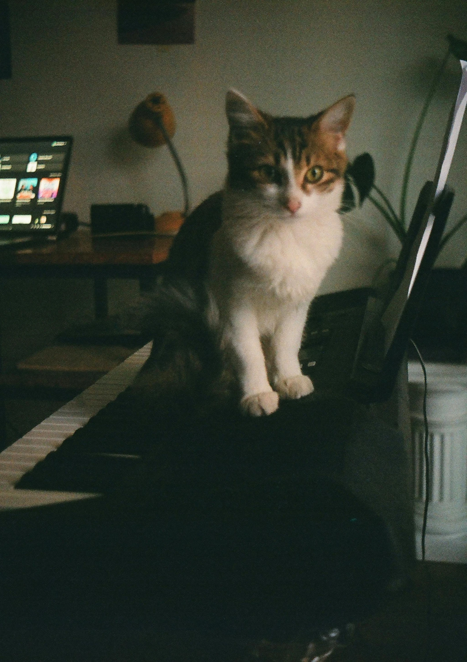 an adorable little cat sitting on the ground