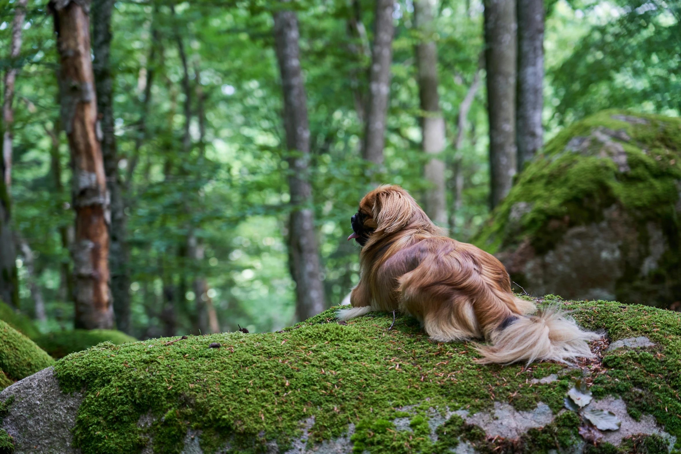 a dog sitting on moss covered rock near some trees