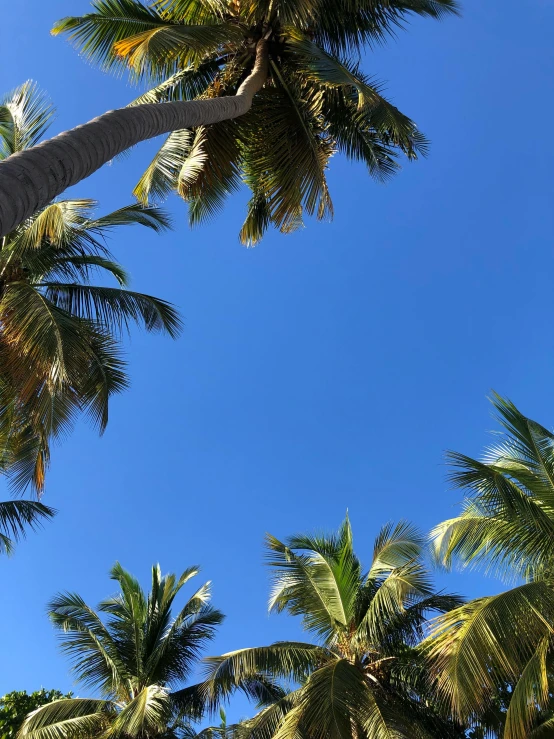 an up close s of a leafless palm tree