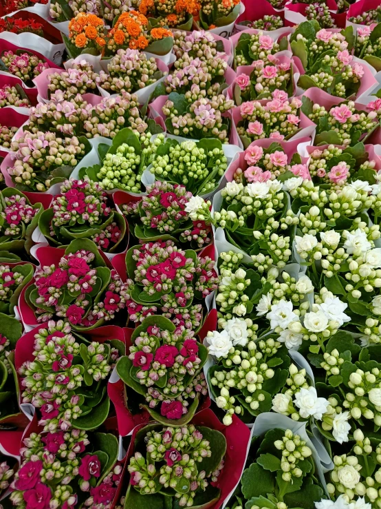 many different types of flowers displayed at a flower market