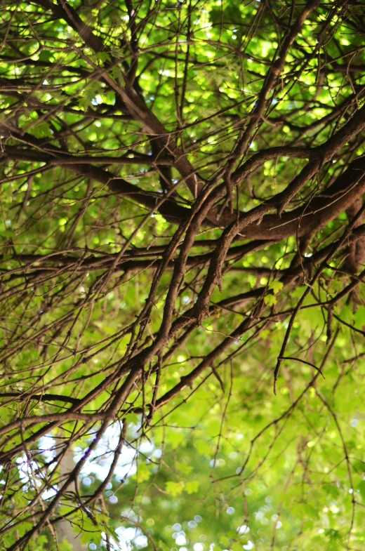 a bird is sitting on the nch of a tree