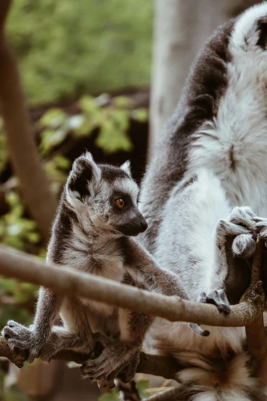 two ring - tailed lemurts in a tree looking out at soing