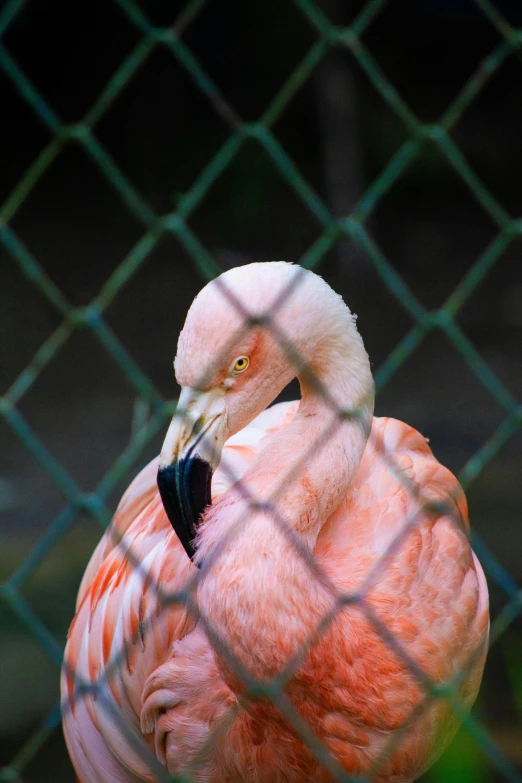 a flamingo standing behind a chain link fence