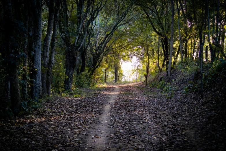 a path between trees leading into the woods