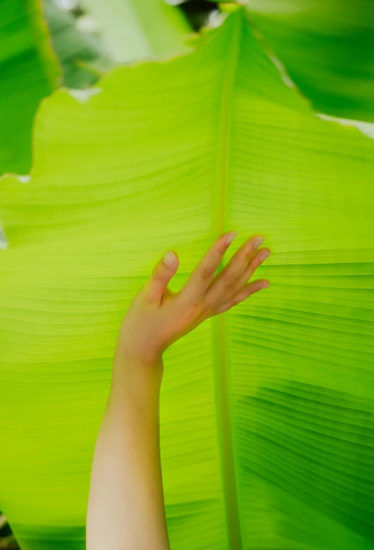 hands touch down a large leaf as the sunlight illuminates it